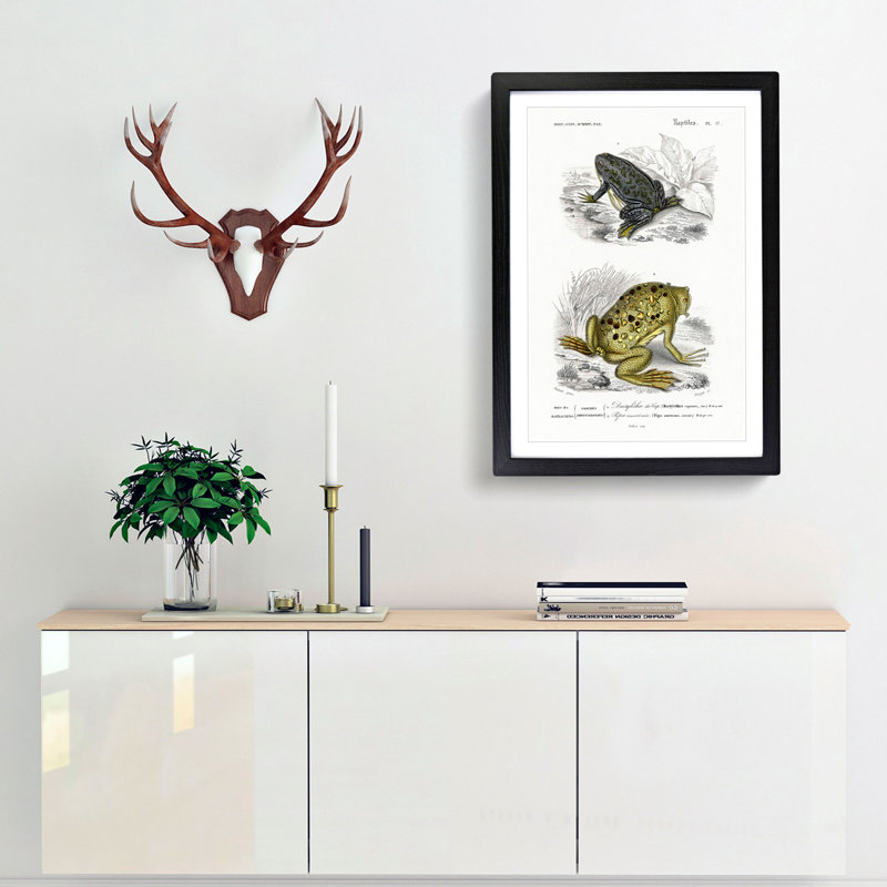 Frog and Toad Illustration by Charles d' Orbigny - Picture Frame Painting Print, Black Framed, 36cm H x 27cm W x 2cm D