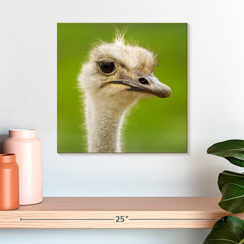Crowle Serious Ostrich, 16" H x 16" W