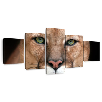 Puma fixant