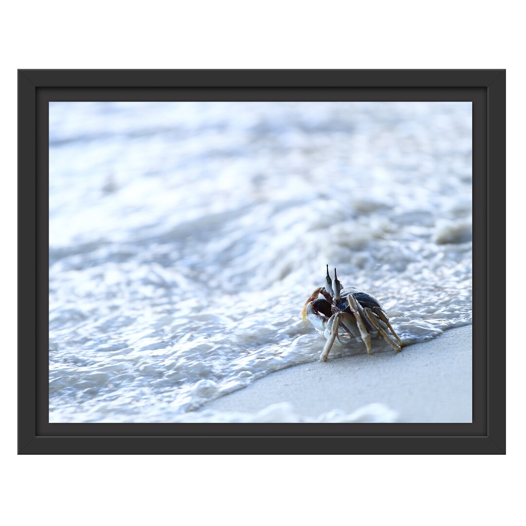 Gerahmtes Wandbild kleine Krabbe am Strand