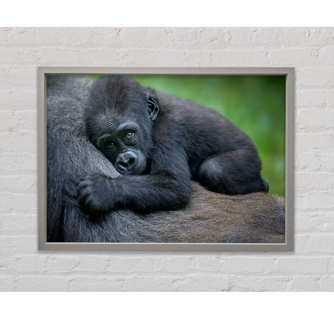 Baby Gorilla hält sich fest - Druck