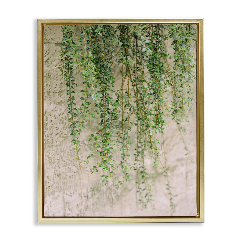 «Hanging Ivy Vines», art mural encadré par Justine Milton, Cadre flottant orme Montalcino, H 21 po x l 17 po