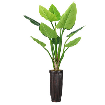Panama Bannister Philodendron plante en pot
