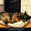 Coussin touffeté pour chien-55050411