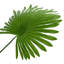 Plant-177327398