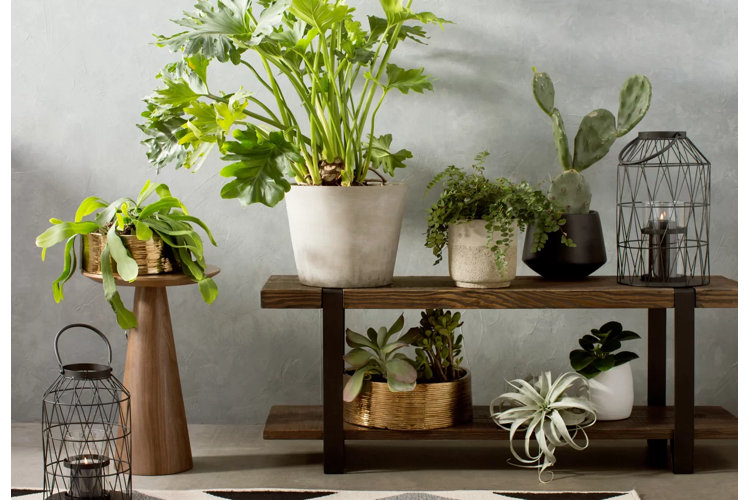 20 Gorgeous Indoor Statement Planter Ideas  Indoor plant pots, Indoor  flower pots, Large indoor plants