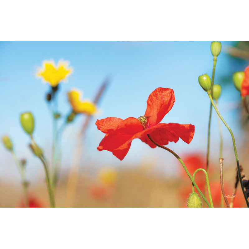 Fleurs d'été, H 8 po x l 12 po, Non, Cadre flottant érable