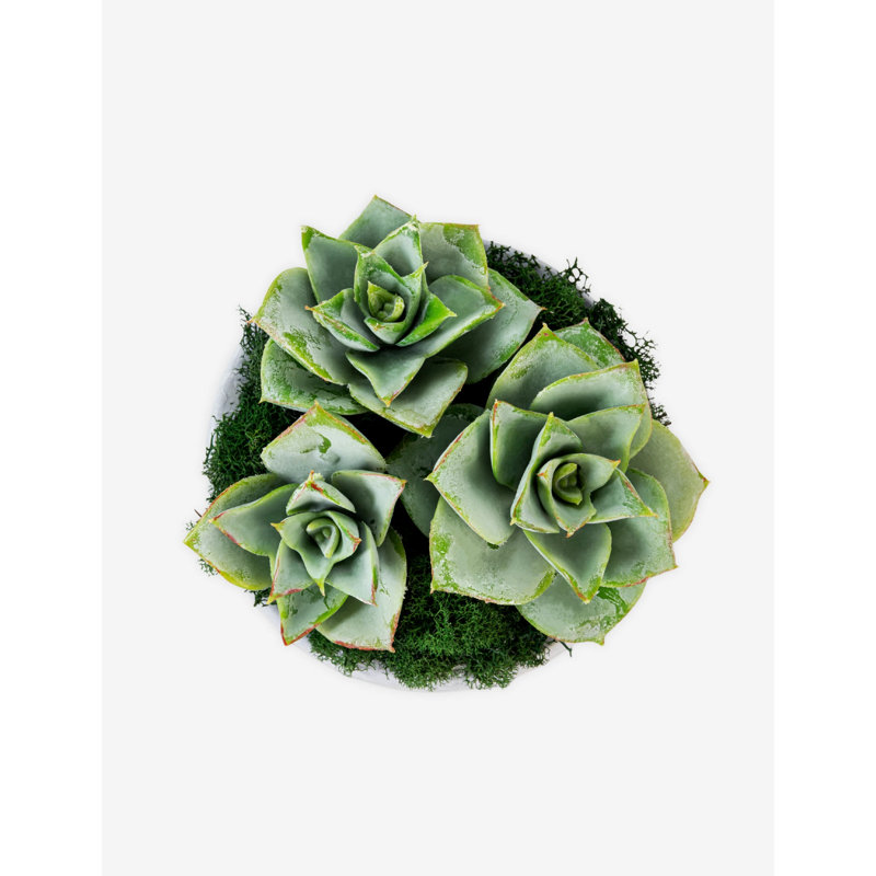Sandy Ceramic Succulent Arrangement