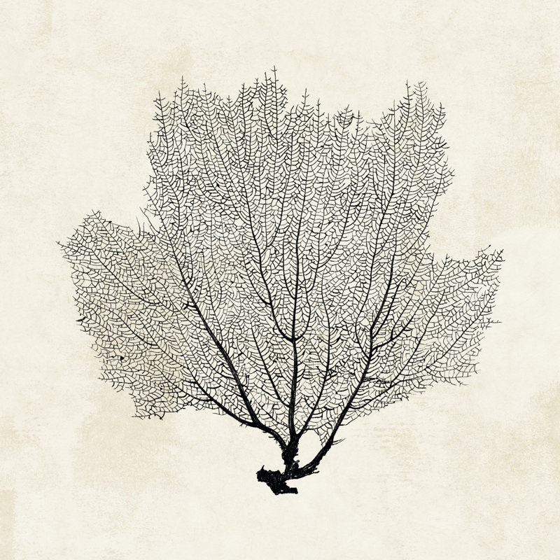 Sea Fan Sketch I by Grace Popp - Wrapped Canvas Painting, 30cm H x 30cm W x 3.8cm D