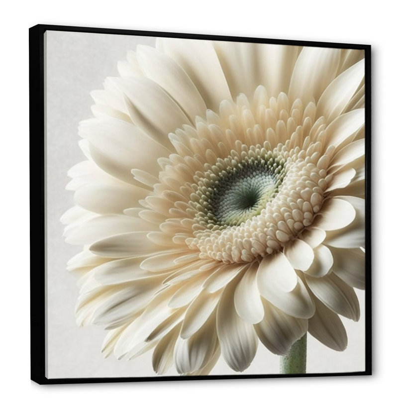 Gerbera blanche III - art mural Gerbera, H 24 po x l 24 po, Cadre flottant noir