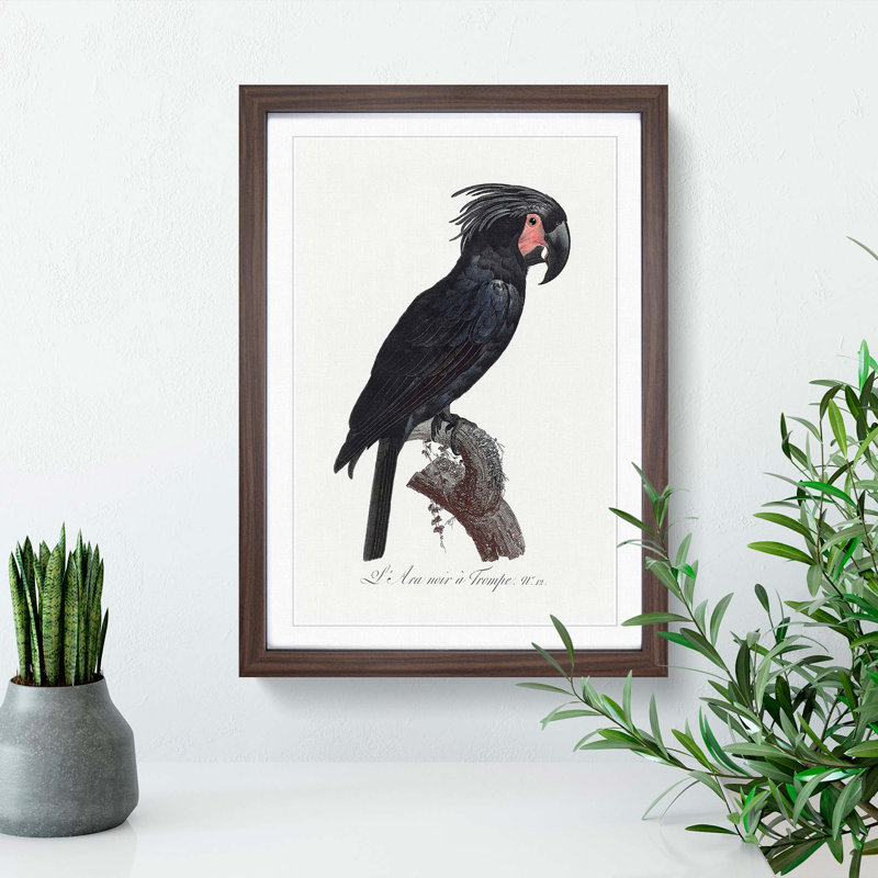 Palm Cockatoo by F. Levaillant - Framed Print, 36cm H x 27cm W x 2cm D, Walnut Framed