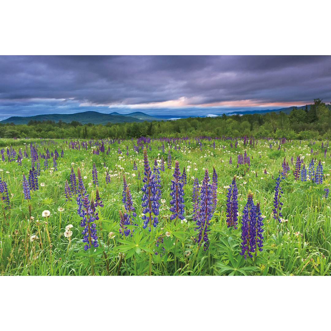 Lupine Sunrise by Katherine Gendreau - Wrapped Canvas Print