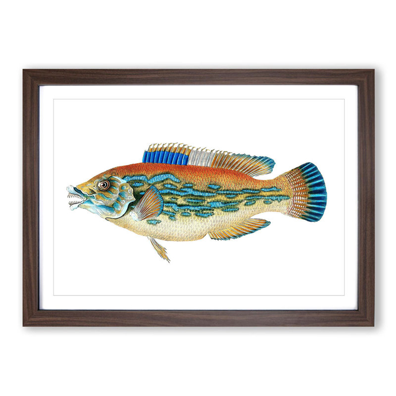 Striped Bass Fish by Edward Donovan - Picture Frame Art Print, Walnut Framed, 27cm H x 36cm W x 2cm D