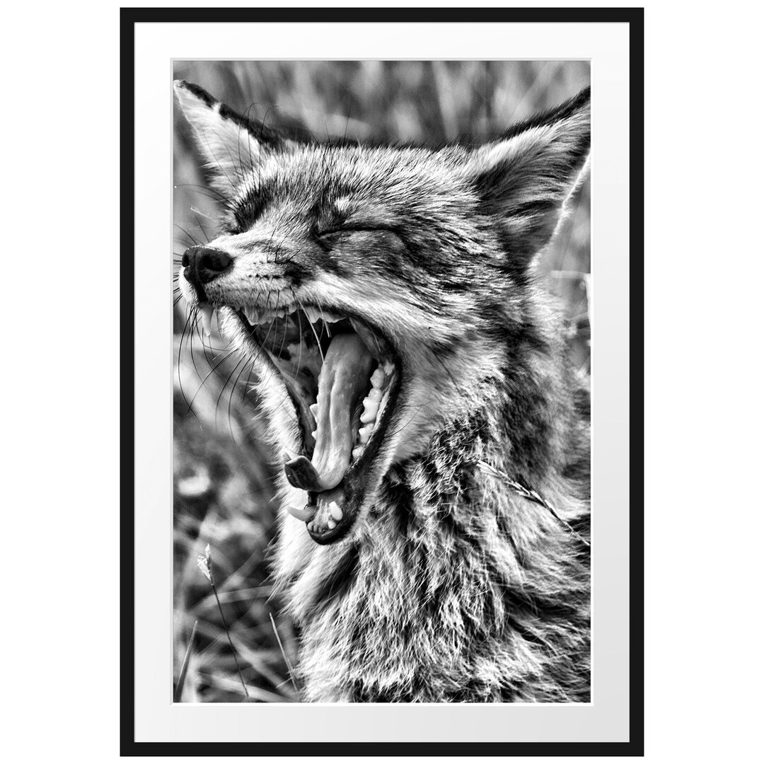 Gerahmtes Poster Müder Fuchs auf Wildwiese