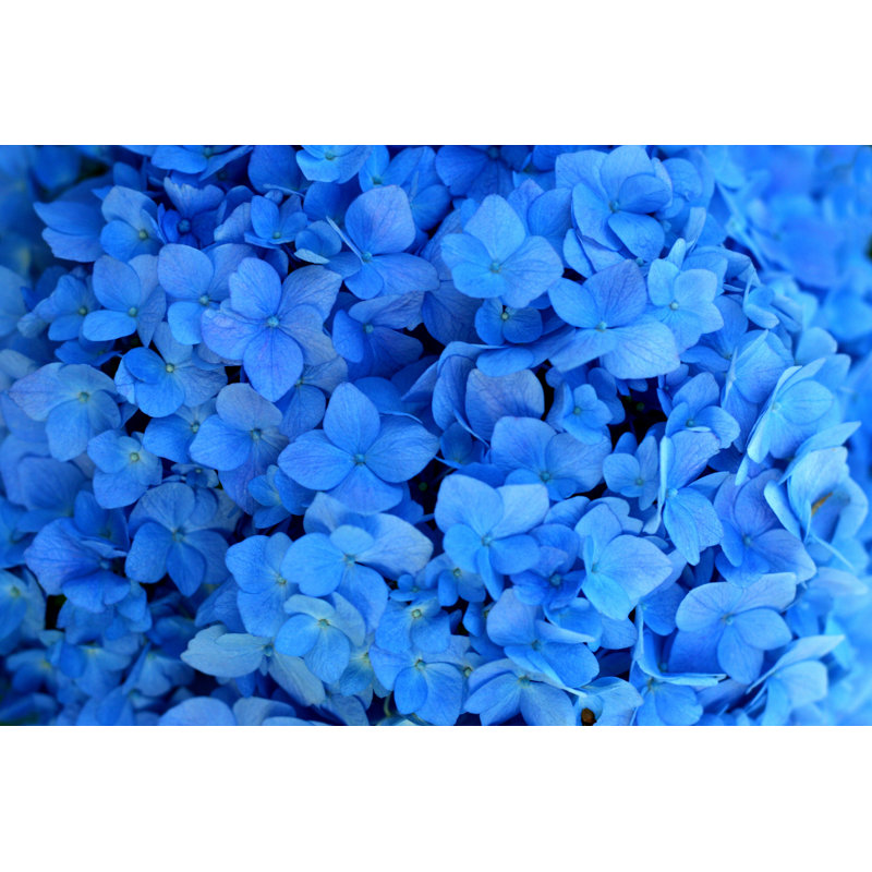 Gros plan sur les fleurs de mariage bleues de Colevineyard, H 20 po x l 30 po