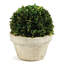 Boxwood Topiary in Ceramic Pot-1650479081