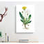 Dandelion Flowers Illustration by Pierre-Joseph Redoute - Wrapped Canvas-55342579