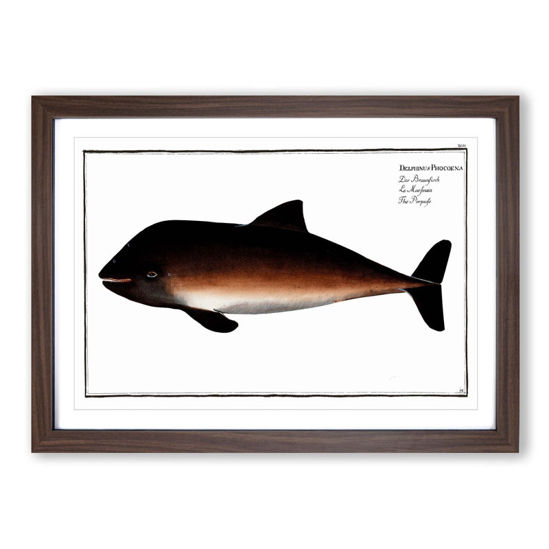 Porpoise by M.E. Bloch - Picture Frame Painting Print, Walnut Framed, 36cm H x 48cm W x 2cm D