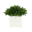 Boxwood Arranged In A Square Pot