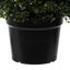 Cône de buis artificiel en pot UV-1303338360