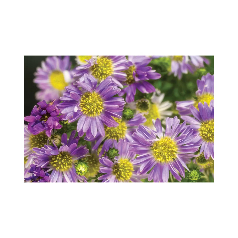 Purple Flowers in the Garden 1 Piece Wrapped Canvas Wall Art, 45.72cm H x 66.04cm W x 1.9cm D