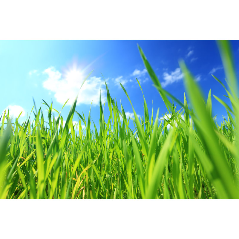 Green Grass - Frog Perspective by Konradlew, 32" H x 48" W