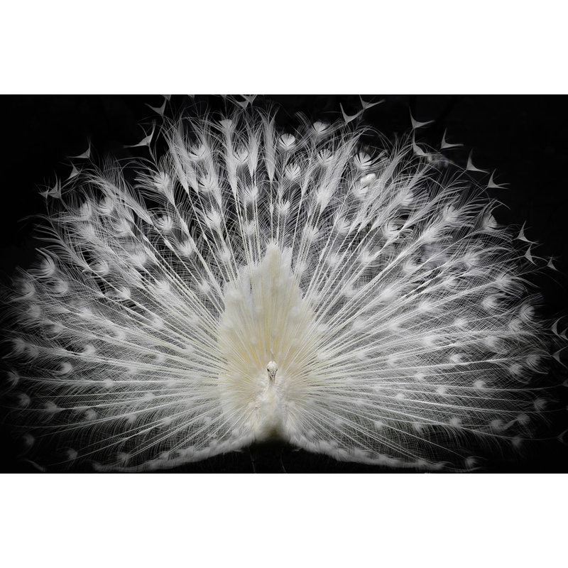 Wrapped Canvas Print, 81.28 cm H x 121.92 cm W