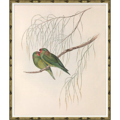 " Love Birds " by John Gould