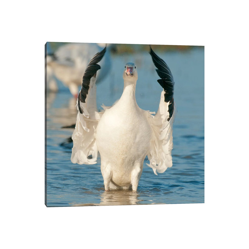 Snow Goose Flapping Wings, Skagit River, Washington 1 Piece Wrapped Canvas Painting, 93.98 cm H x 93.98 cm W x 3.175 cm D