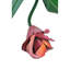 Tulip 1 - Light Wallchiere