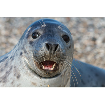 Valasco " Seal On The Dune " by Jokos78