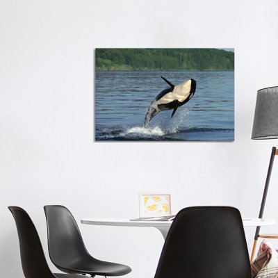 Orca Breaching, Inside Passage, Alaska by Gerry Ellis - Wrapped Canvas Print