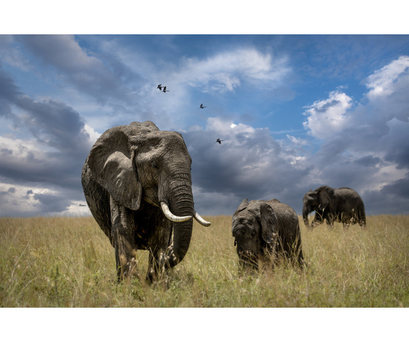 Wrapped Canvas Print, 50.8cm H x 76.2cm W