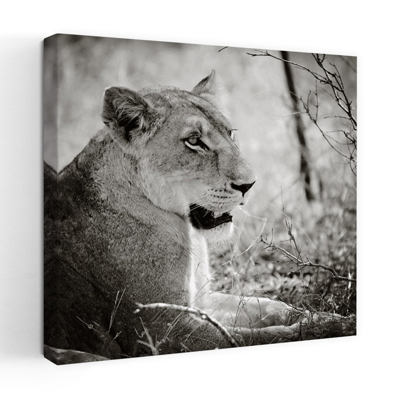 Lionne Square Bw Contemporary Lion, art animalier, H 32 po x l 32 po