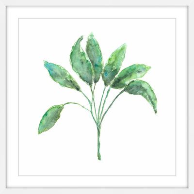 " Sage Herb " by Thimble Sparrow