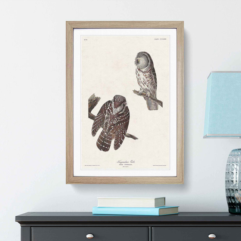 Tenmalms Owls by John James Audubon - Framed Print, 36cm H x 27cm W x 2cm D, Oak Framed