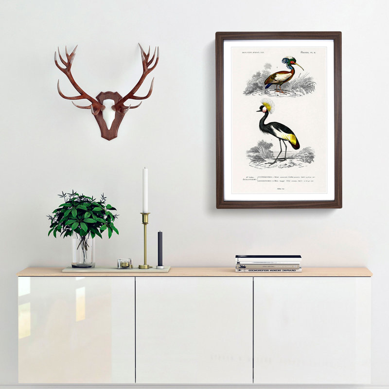 Bird Illustrations PL. 9 by Charles d Orbigny - Framed Print, 33cm H x 24cm W x 2cm D, Walnut Framed