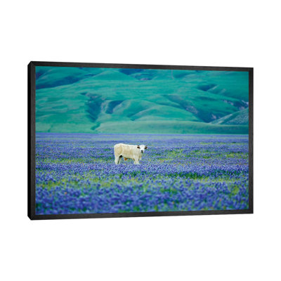 Cows In Lupine III by Dennis Frates - Print on Canvas