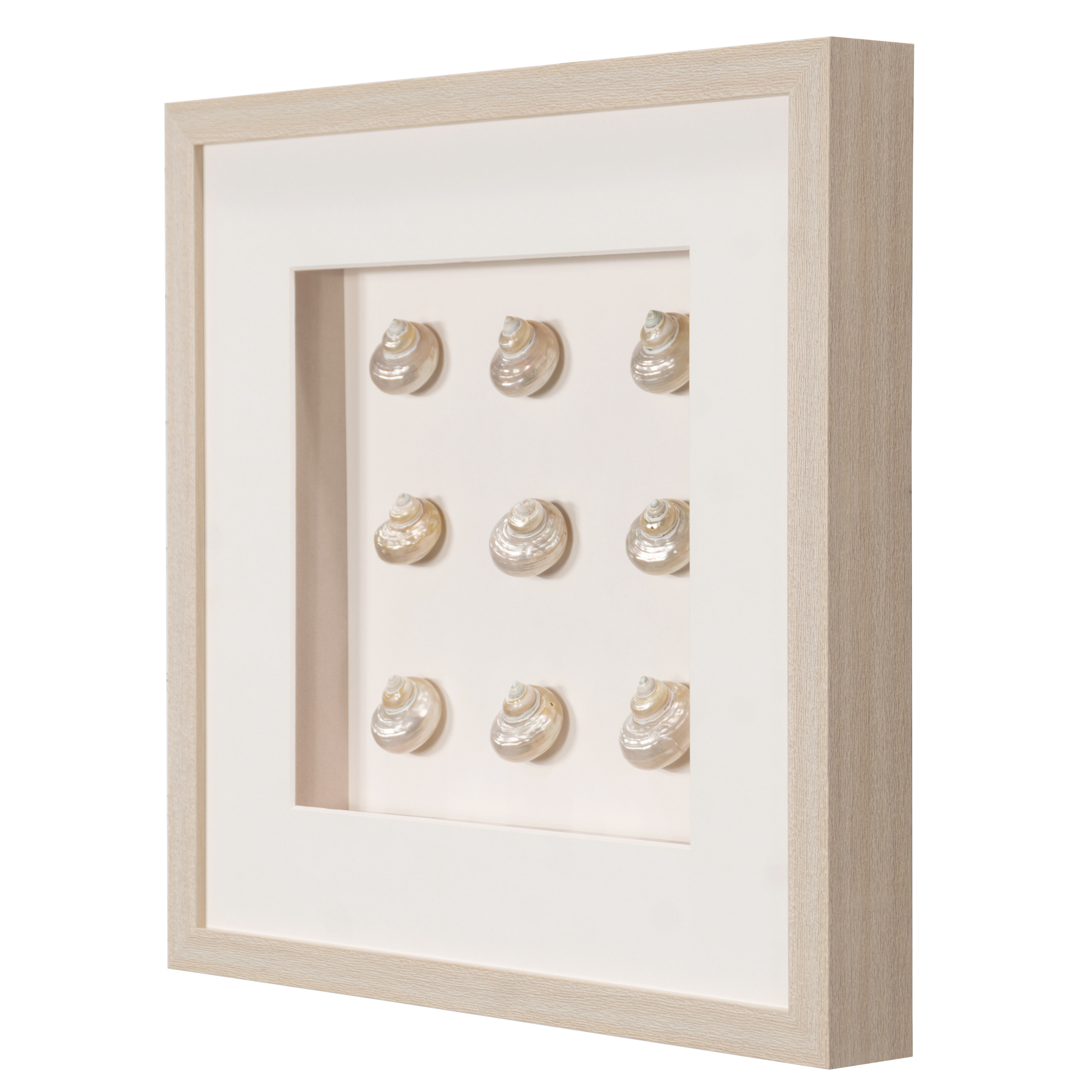 Seashell Collection Wall Decor
