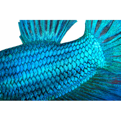 Fish Skin by Napat_Polchoke - Wrapped Canvas Print