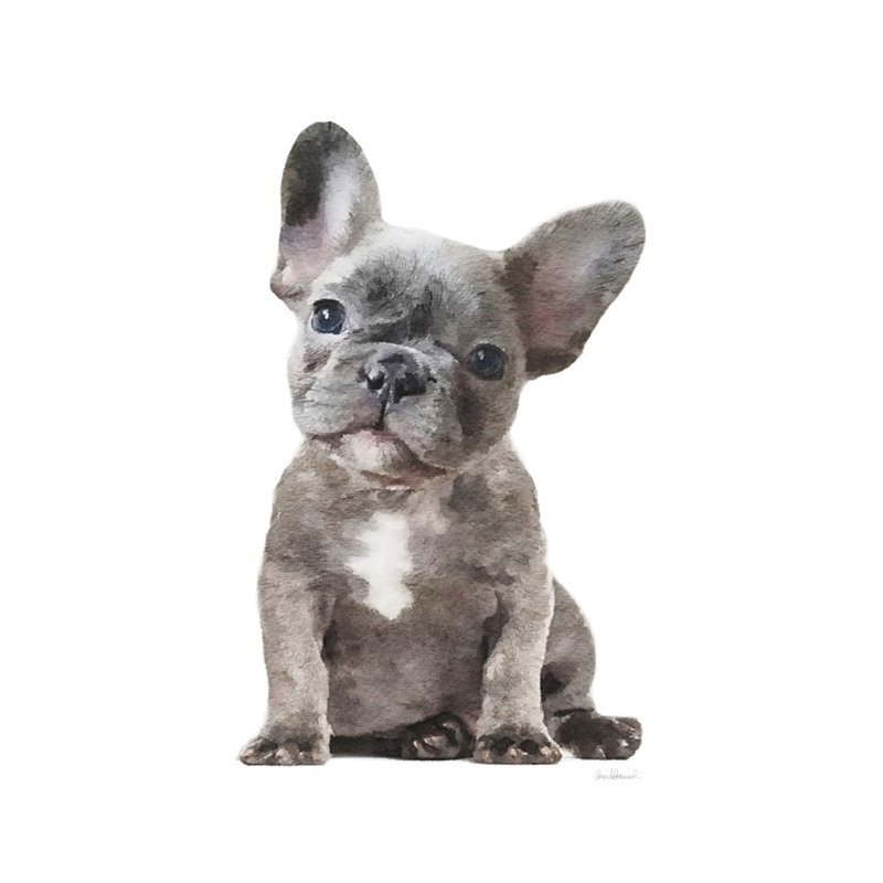 Frenchie IX by Amanda Greenwood - Wrapped Canvas Art Prints, 46cm H x 30cm W