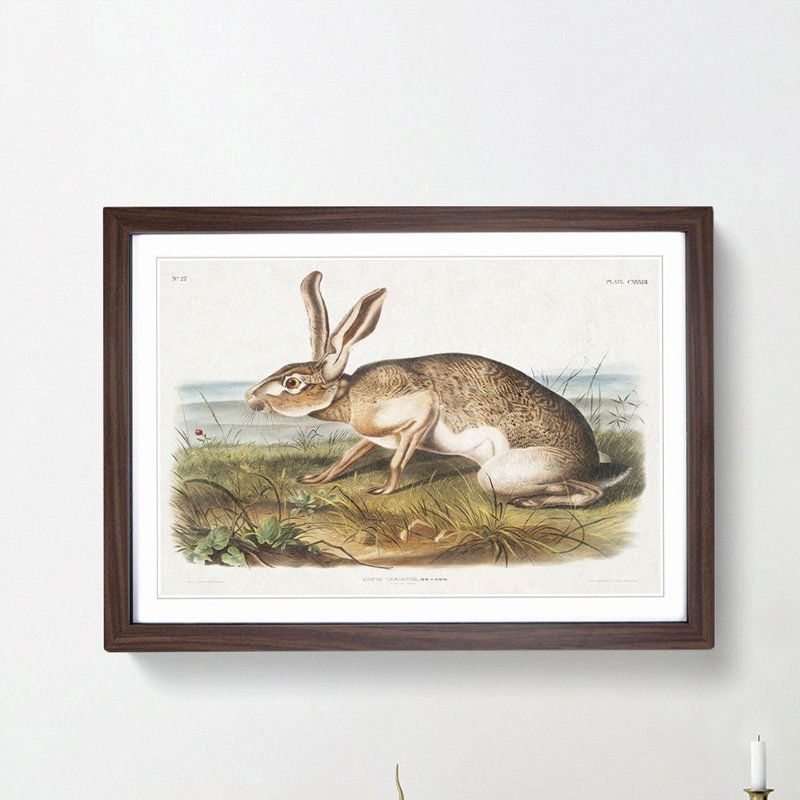 Texan Hare by J.W. Audubon - Picture Frame Art Print, 27cm H x 36cm W x 2cm D, Walnut Framed