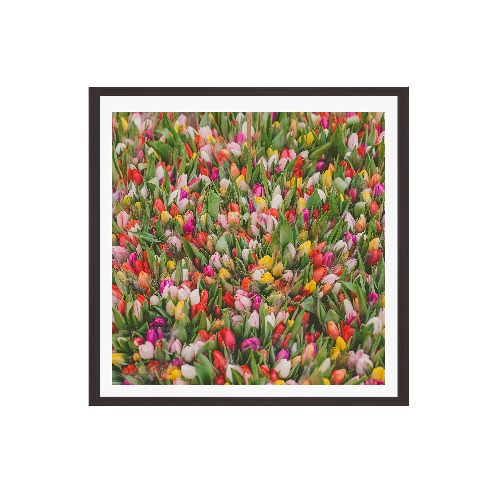 Thyrome "Rainbow Tulips" Print by Hello Twiggs, 20" H x 20" W x 2" D, Espresso Floater Framed, No
