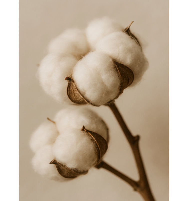 Soft Cotton Dreams by Treechild — Floral Wall Art, Size, Frame Color, Format