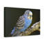 Art mural majestueux Budgie-1645144247