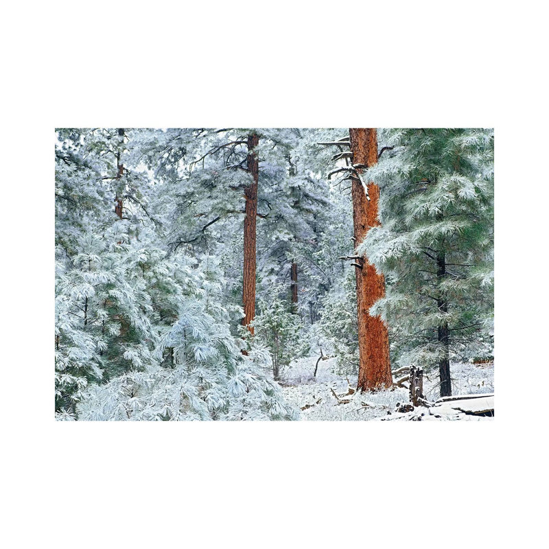 Ponderosa Pine Trees With Snow, Grand Canyon National Park, Arizona I by Tim Fitzharris - Wrapped Canvas Print