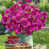 Rose rouge