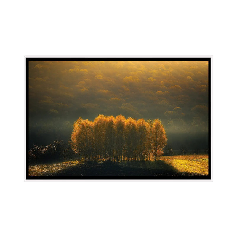 Morning Light by Anghel Rusu - Print on Canvas