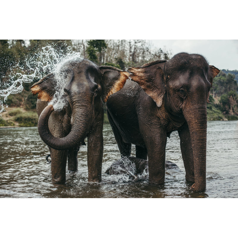 Asian Elephants Bathing by HandZaround.com - Wrapped Canvas Print, 20cm H x 30cm W x 3.8cm D