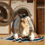  Tapis lavable Labrador Retriever Dogs-1175889175